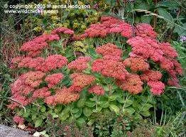 Sedum spectabile 