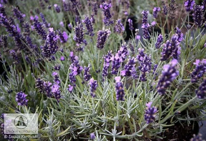 300 Semillas de Lavanda Espliego (Lavandula angustifolia): : Jardín