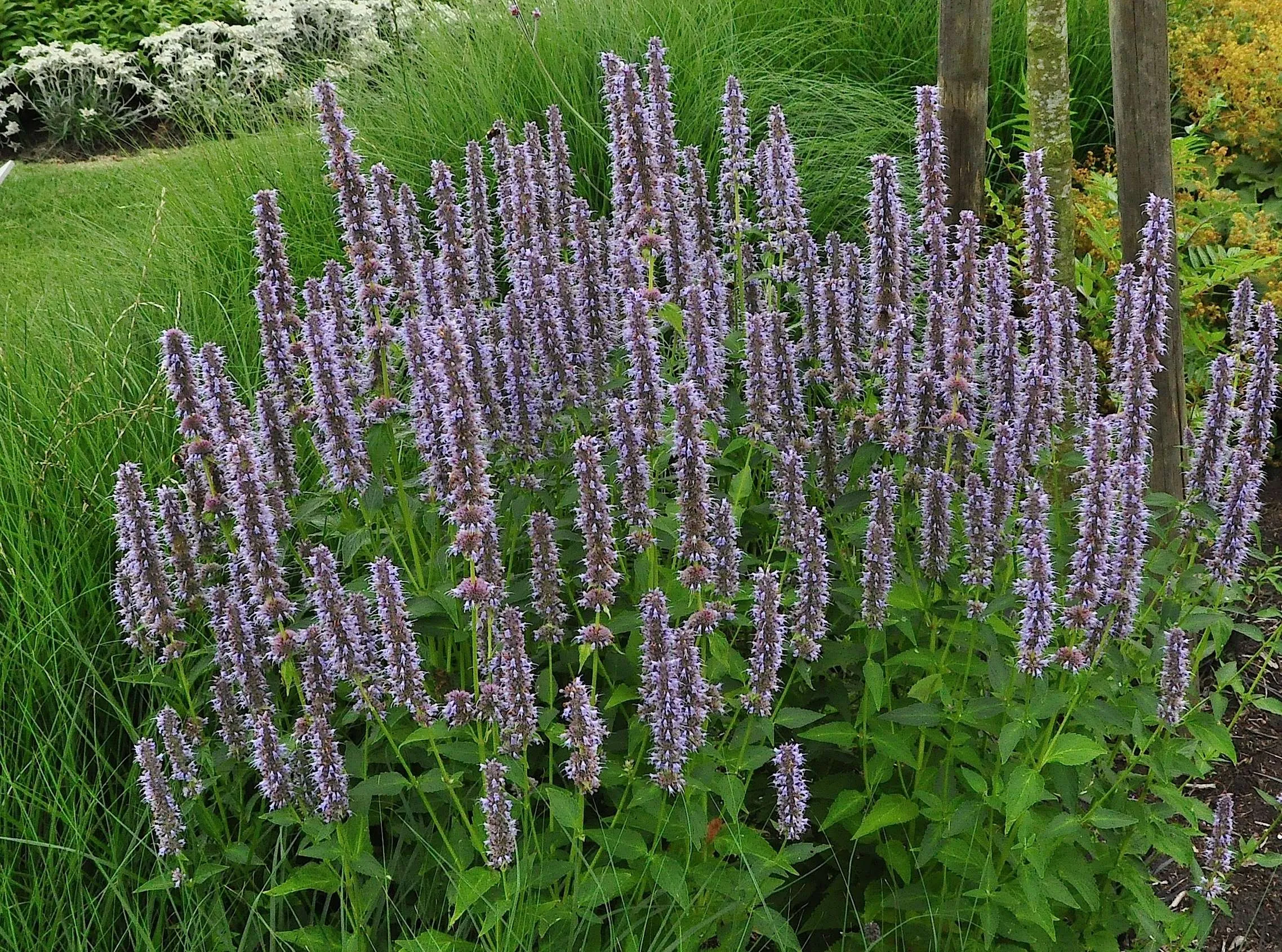 agastache