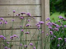 Verbena bonariensis  V-9cm