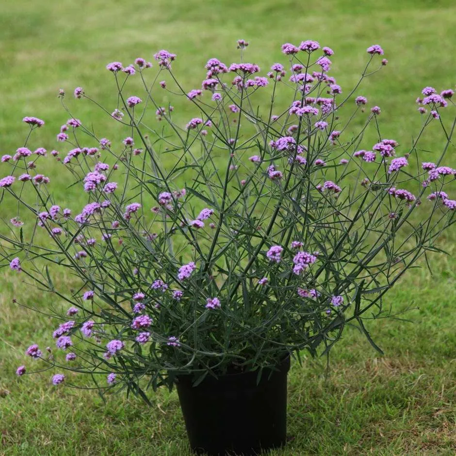 Verbena Bonariensis Lollipop V 9cm Viveros Sustrai