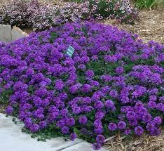 Verbena canadensis "Homestead Purple" V-9cm