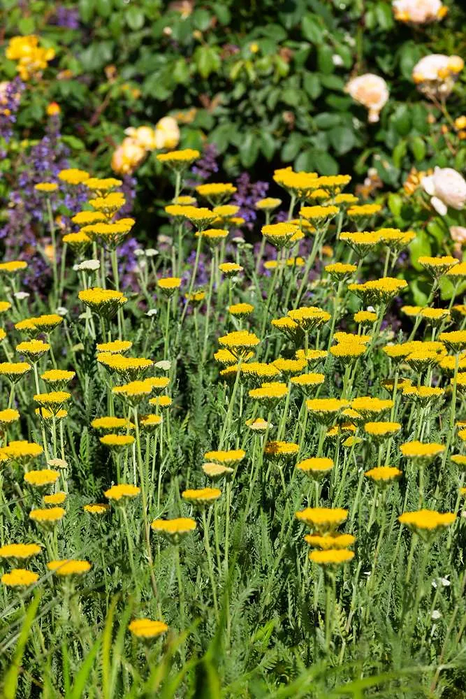 Achillea Filipendulina Summer Gold V 9cm Viveros Sustrai achillea-filipendulina-summer-gold-v-9cm-viveros-sustrai